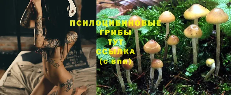 Псилоцибиновые грибы Psilocybe  цена   мега ONION  Велиж 